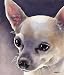 Chihuahua Dog Art Print Signed by Artist DJ Rogers
