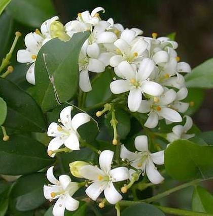 Orange Jasmine Plant -VERY FRAGRANT- SALE* - 4 pot