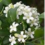 Orange Jasmine Plant -VERY FRAGRANT- SALE* - 4" pot
