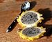 Yellow Pitaya 5 Seeds - Dragon Fruit - Selenicereus