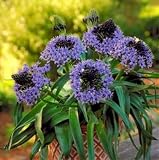 Hyacinth of Peru Bulb - Scilla peruviana