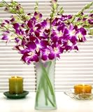 Fresh Flowers-10 Purple Dendrobium Orchids with Vase
