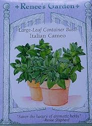 Basil Seeds Italian Cameo 200 Seeds