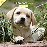 Magnet & Steel Labrador Retriever Puppies Traditional Wall Calendar