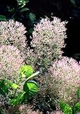 Young Lady Smokebush - Cotinus -Outdoor shrub or Bonsai