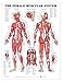 The Female Muscular System Anatomical Chart (9781587795657)