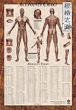 Acupoints Poster
