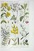 1919 Flowers John'S Wort Herb Robert Meadow Vetchling