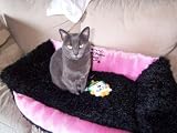 Custom Embroidered Cat Bed-Mini Couch Style