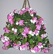 Medium Impatiens Hanging Basket (pink/cream)