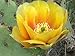 *SWEET FRUIT* YELLOW CACTUS PEAR*5 seeds*RARE*#1036