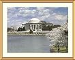 Cherry Trees and the Jerrerson Memorial in Spring Photograph - Beautiful approx. 25"x29" Framed & Matted - 1 1/2" Antique Style Gold Frame - Photographic Print by Carol M. Highsmith
