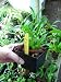 Oncidium Twinkle orchid seedling, a miniature, will put out charming flowers