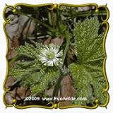 Goldenseal (Hydrastis canadensis) Jumbo Wildflower Seed Packet - 10 Seeds