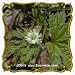 Goldenseal (Hydrastis canadensis) Jumbo Wildflower Seed Packet - 10 Seeds