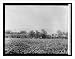 Historic Print (L): A trainload of sugar cane. Hawaiian Islands