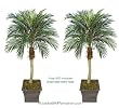 TWO 5' Phoenix Coconut Artificial Tropical Palm Trees, with No Pot