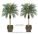 TWO 5' Phoenix Coconut Artificial Tropical Palm Trees, with No Pot