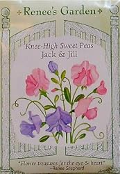 Sweet Peas Jack and Jill Knee High Seeds 40 Seeds