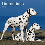 Picture Of Dalmatians 2009 Wall Calendar