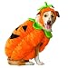 Pet Supplies : Pumpkin Pet Costume - Large