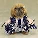 MEDIUM - SPIRIT PAWS - Pet Halloween Costume