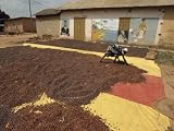 Awoman Bends to Spread Brown Cacao Beans on a Red-And- Yellow Tarp to Dry in the Sun Photographic Poster Print by James L. Stanfield, 12x16