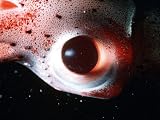 The Deep
