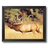 Bull Elk Big Antler Rack Animal Wildlife Cabin Home Decor Wall Picture Black Framed Art Print