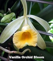 Mature Vanilla Vine Orchid Plant - Most Popular Spice!