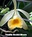 Vanilla Vine Orchid Plant - Most Popular Spice - 3" pot