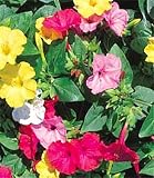 Four O'Clocks 60 Seeds - Mirabilis - Annual