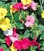 Four O'Clocks Mirabilis 60 Seeds