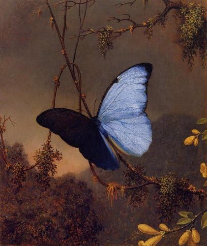 Hand painted oil painting - 20 x 24 inches / 51 x 61 CM - Martin Johnson Heade - Blue Morpho Butterfly