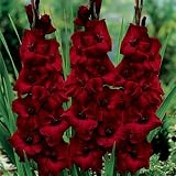 Biltmore Estate Gladiolus Bulbs Zorro