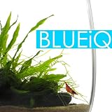 BLUEiQ Miniature Ecosystem
