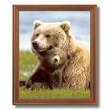Grizzly Bear And Baby Cub Kids Room Animal Wildlife Picture Oak Framed Art Print by Art Prints Inc