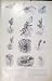Drawings From Life Butterflys Egg Antique Print Sketch