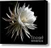 Night-Blooming Cereus 1 Canvas Print / Canvas Art - Artist Warren Sarle