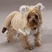 Large - Casual Canine Lil' Lion Costumes