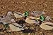 Dive Bomb Industries 1 Dozen M1 Mallard Silhouette Decoys