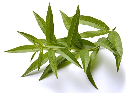 Lemon Verbena Plant - Perennial Herb - Aloysia - 3 Lemon Verbena Plant - Perennial Herb - Aloysia - 3