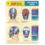 Head & Neck Anatomy EXAM Notes (EXAM Notes Reference Charts)