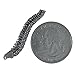 Jim Clift Design Spine Lapel Pin - 1 Count