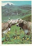 51vYPLoFKbL. SL160  Cows in a Pasture ~ Cows in a Pasture Postcard ~ Rare Postcard!!~ Approx 4 x 6