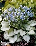 Looking Glass Brunnera - Silver Leaf -SHADE- Potted-New
