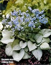 Looking Glass Brunnera - Silver Leaf -SHADE- Potted-New