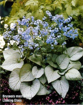 Looking Glass Brunnera - Silver Leaf -SHADE- Potted-New