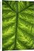 Canvas Prints of Colocasia indica leaf from Science Photo Library