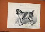 AFGHAM MASTIFF BIRMINGHAM c1879 LONDON NEWS OLD PRINT